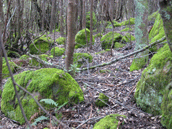 Moss covered rocks