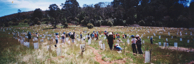 Federation Corridor Planting